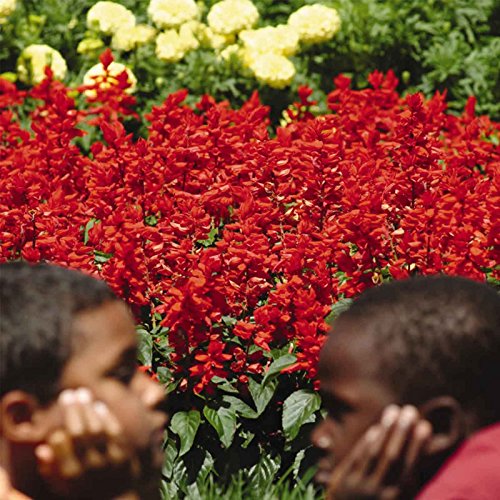 Salvia Flower Garden Seeds - Red Hot Sally II - 1000 Seeds - Deep Red Blooms - Annual Flower Gardening - Salvia Coccinea