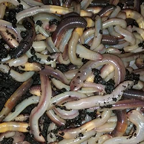 BESTBAIT 50 Canadian Nightcrawlers (4-6 inch.) Worms Fishing Bait or Pet Feeder
