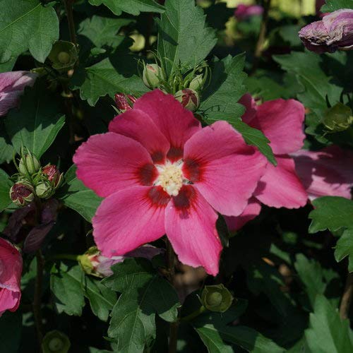 Proven Winners HIBPRC3006101 Rouge Paraplu Rose of Sharon Live Plant, 1 Gallon, Pink-Red Flowers