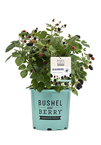Bushel and Berry Thornless Edible-Rubus, 2-Size Container, BlackBerry-Baby Cakes