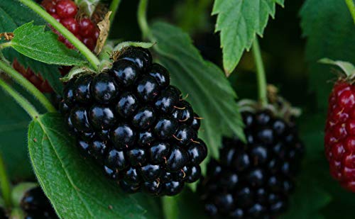 BlackBerry - Triple Crown - THORNLESS - Excellent Flavor, Productivity and Vigor - 2 Pack