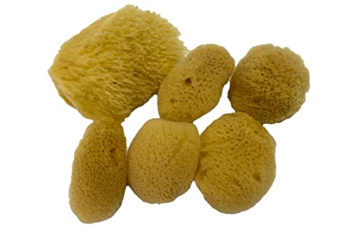 Soft Natural Sea Silk Sponges 6 Pack 1.5"-3" Cosmetic, Makeup Application & Removal, Face Eye Nail Cleaning, Like Cotton Balls, Awesome Aquatic  Creating The Perfect Home Bath & Shower Experience