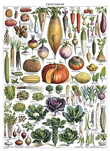 Palace Learning Vintage Vegetable Poster Print - Botanical Identification Reference Chart - Kitchen Decorations (LAMINATED, 18" x 24")
