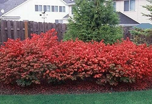 10 Dwarf Burning Bushes - Live Plants - 4-10" Tall Seedlings - Hardy Shrubs - Ships Bare Root - Euonymus alatus