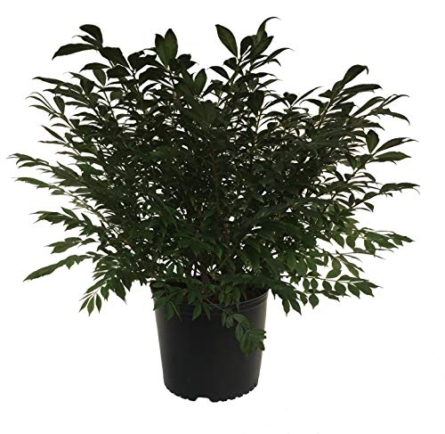 Premier Plant Solutions 16269 Dwarf Burning Bush (Euonymus Alatus Compactus), 3 Gallon