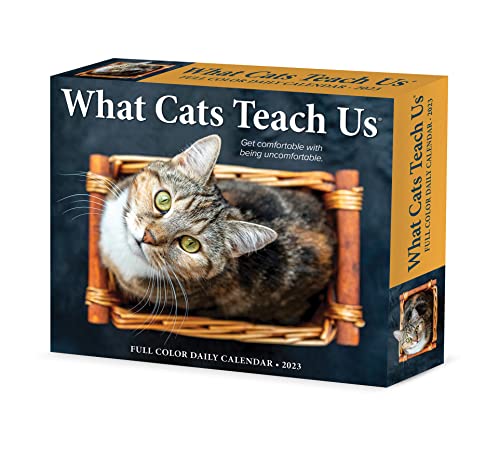 What Cats Teach Us 2023 Box Calendar, 9781549229183