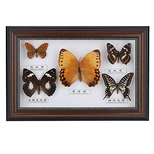 A sixx Craft Gift, Exquisite Butterflies Insect Specimen Craft Birthday Gift Home Decor Ornament for for Valentine's Day, Christmas, Birthday, Wedding, Anniversary(Black Frame)