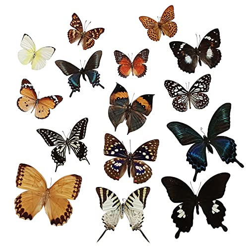 15 Pcs Taxidermy Butterfly, Real Butterfly Taxidermy Natural Unmounted Butterfly Specimen, Exquisite Collection of Real Butterflies for Home Decor and Crafts