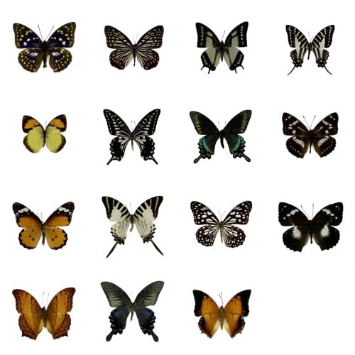 15 Pcs Real Taxidermy Butterfly - Butterfly Specimen Artwork Material Decor, Taxidermy Animals