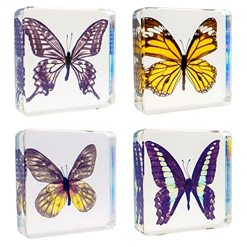 4 PCS Butterfly Specimen Set, Danaus Genutia, Graphium Sarpedon, Asian Swallowtail, Delias Pasithoe Butterfly Resin Collection Science Toys