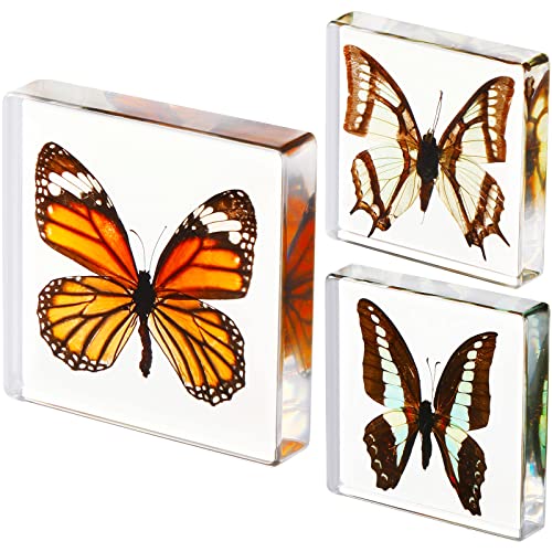 3 Pieces Real Butterfly Specimen Preserved Butterfly Resin Collection Taxidermy Butterfly Paperweight Animal Science Classroom Specimens for Display Kids School Education Home Decor Toys, 3 Styles