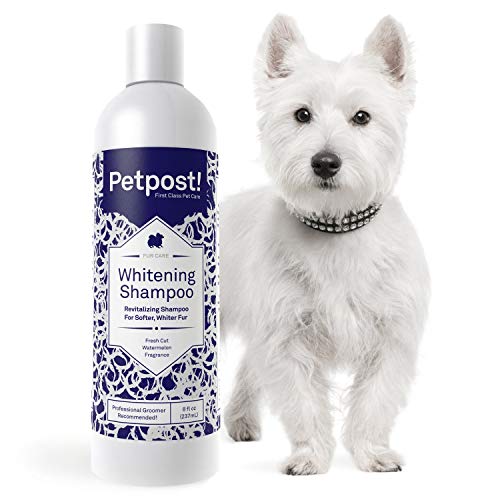 Petpost | Dog Whitening Shampoo - Best Lightening Treatment for Dogs with White Fur - Soothing Watermelon Scent - Maltese, Shih Tzu, Bichon Frise Approved - 16 Ounce