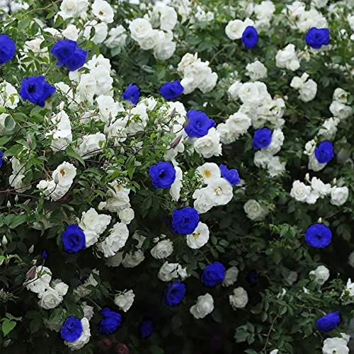 500+ Climbing Rose Seeds Vine Flower Seeds Bush Vine Climber Fragrant Rose Seeds for Planting Outdoors