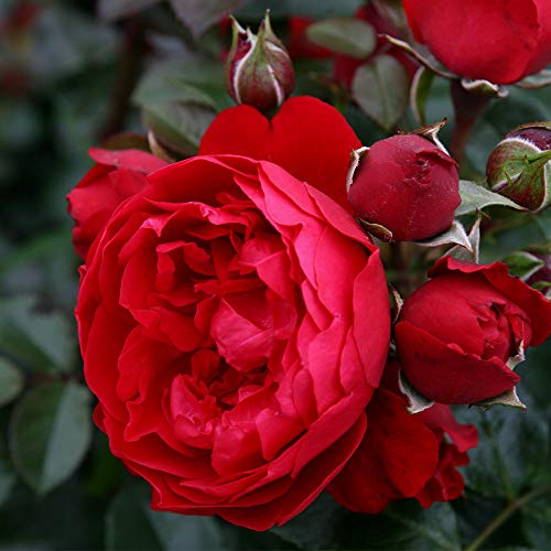 Kolorscape Florentina Climber Rose by Heirloom Roses - Red Climbing Rose Live Plant, Live Plants for Planting Outdoors