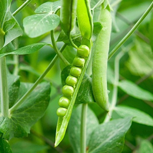 Lincoln Pea Garden Seeds - 1 Lb ~1,800 Seeds - Non-GMO, Heirloom Vegetable Gardening & Microgreens Pea Shoots Seeds