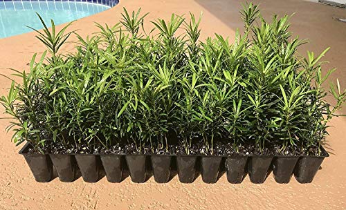 Podocarpus Macrophyllus Japanese Yew | 40 Live Plants | Evergreen Privacy Hedge Shrub