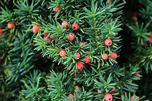 30 Canada Yew Seeds Tree Seeds Ancient Yew Tree, Yew Wood, American Yew Tree Seeds for Planting