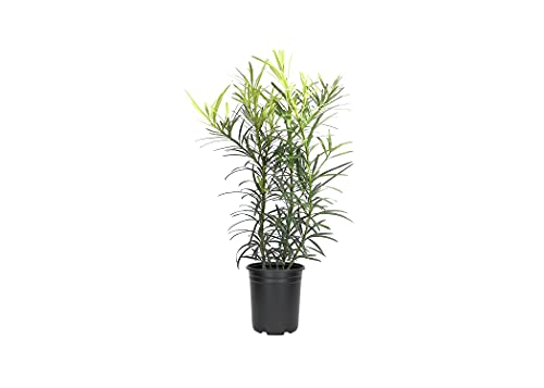 Podocarpus Macrophyllus - 12 Live Plants - 4" Pots Japanese Yew Live Plants Evergreen Privacy Hedge