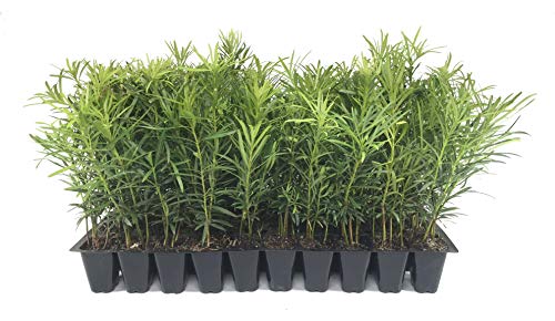 Podocarpus Macrophyllus Japanese Yew - 10 Live Plants - Evergreen Privacy Hedge