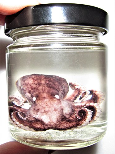 BicBugs Real Octopus Purple Preserved in JAR Vial Wet Specimen XL