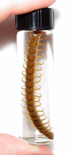 BicBugs Centipede red Gold Preserved Wet Specimen