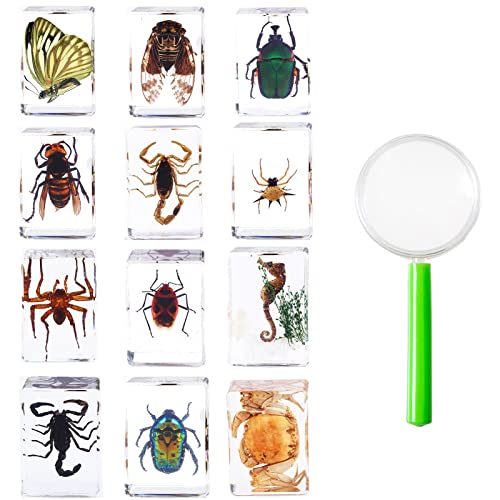 12Pcs Insects in Resin Insect Specimen Set Paperweight Real Bugs Collection Supplies for Kids Scientific Education Biology Oddities and Curiosities Taxidermy Bugs Display (Magnifying Glass Included)