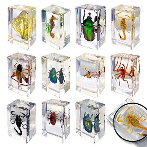 11 Pcs Insects in Resin Specimen Bugs Collection Paperweights Real Bugs in Resin Various Insect Specimen Bug Preserved in Resin Bugs Collection for Kids Scientific Educational Supplies Bugs Display