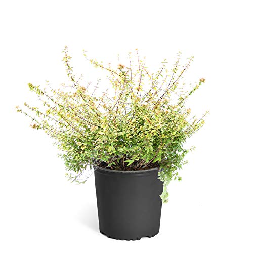 Brighter Blooms - Kaleidoscope Abelia Shrub, 3 Gallon Pot - Combining Beauty with Versatility - No Shipping to AZ