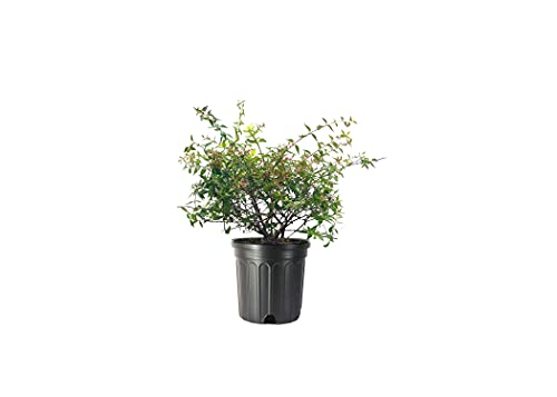 Abelia Grandiflora Edward Goucher | 2 Large Gallon Size Plants | Flowering Butterfly Attracting Shrub