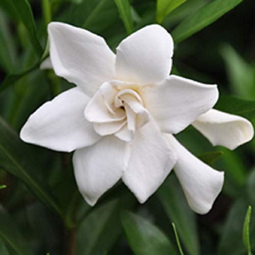 Frostproof Gardenia (2.5 Gallon) Flowering Evergreen Shrub with Glossy Green Foliage and White Fragrant Blooms - Full to Part Sun Live Outdoor Plant