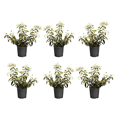 Brighter Blooms Snowball Viburnum Bush - 6 Plants in 3 Gallon Pots