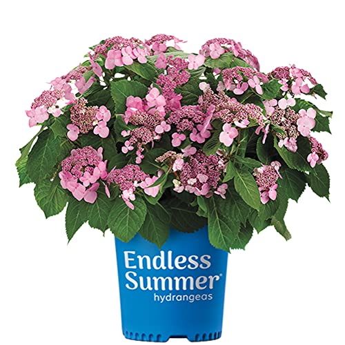 Twist-n-Shout Bigleaf Hydrangea - 3 Gal - Endless Summer - Pink to Periwinkle Lacecap Blooms - Reblooming Spring to Fall - Hardiness Zones 4-9 - Twist-N-Shout Hydrangea - 3 Gallon Pot