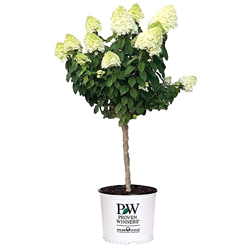 Proven Winners Limelight Hydrangea Tree 5 Gal, Green to Pink Blooms