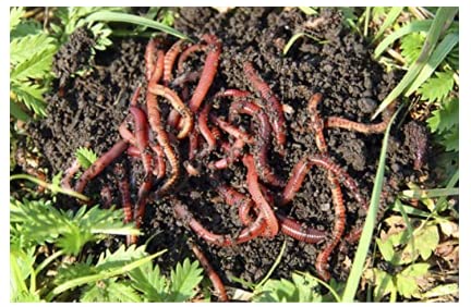 HomeGrownWorms.com - 100+ Live Red Wiggler Worms, from Certified Organic Farm + Free Care Sheet! 100% Compostable Packaging! Sustainably Raised - Fast Live Delivery Guaranteed! Eisenia Fetida