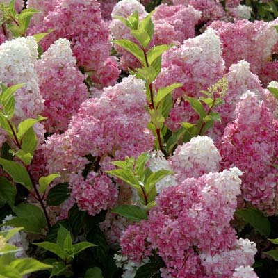 Brighter Blooms - Vanilla Strawberry Hydrangea Shrub, 2 Gallon - Unique Multi-Color Blooms - No Shipping to AZ