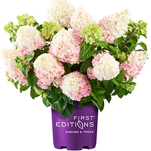 Vanilla Strawberry Hydrangea - 3 Gal - First Editions - Deciduous Flower - Creamy White-Pink-Strawberry Red Mophead Blooms - Hardiness Zones 3-8 - Hydrangea Vanilla Strawberry - 3 Gallon Pot