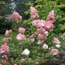 Pixies Gardens (2 Gallon)"Vanilla Strawberry" Hydrangea - Impressively Large Exquisite White Bloomsturn Pink to Burgundy in Fall