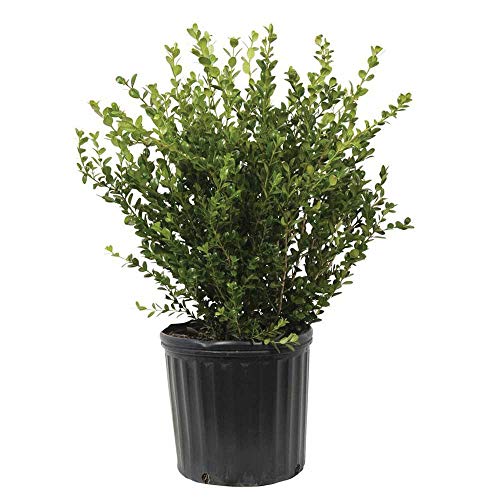 Wintergreen Boxwood (2.5 Gallon) Low-Maintenance Evergreen Hedge Shrub - Full Sun Live Outdoor Plant