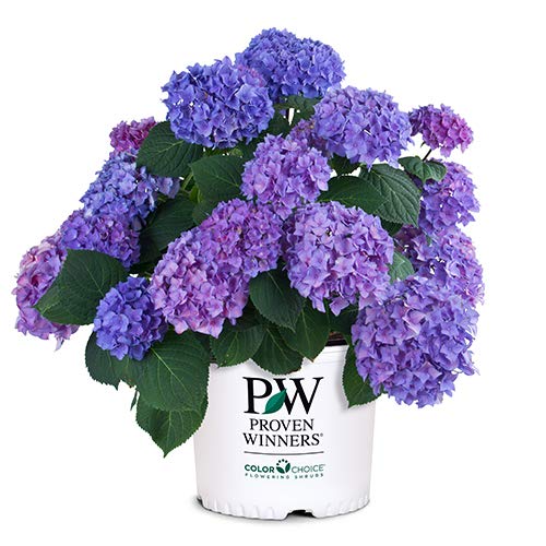 Proven Winner Let's Dance Rhythmic Hydrangea, 2 Gallon, Lustrous Green Foliage with Rich Blue Blooms