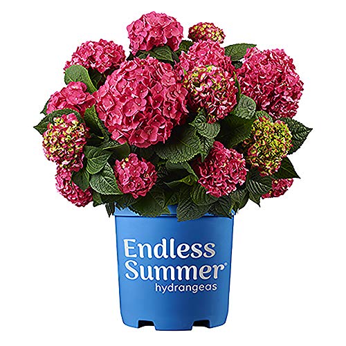 Endless Summer Hydrangea Summer Crush Hydrangea, 1 Gallon, Hot Pink Blooms with Green Foliage