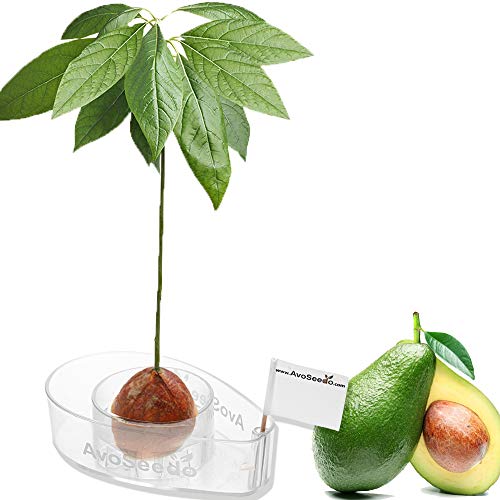 AvoSeedo Avocado Tree Growing Kit, Clear, Practical Gifts for Women, Mom, Sister & Best Friend, Plant Indoors with Novelty Pit Grower Boat & Kitchen Garden Seed Starter