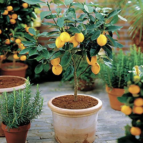 Meyer Lemon Tree - Live Plant in a 1 Gallon Pot - Florida Only - Cannot Ship Out of Florida - Beautiful Fruit Tree for Patio and Garden