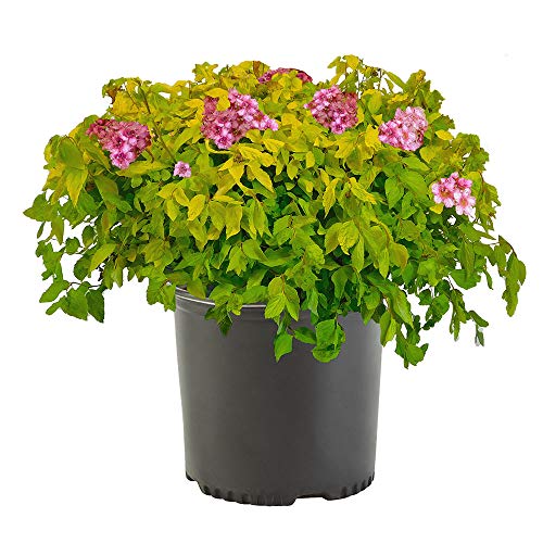 Shrub Gold Mound Spirea, 2.25 Gal, Golden