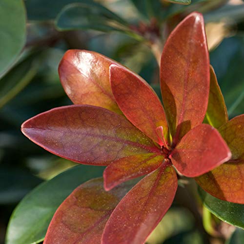 Bronze Beauty Cleyera (3 Gallon) Compact Evergreen Shrub with Glossy Foliage - Full Sun to Part Shade Live Outdoor Plant - Southern Living Plants