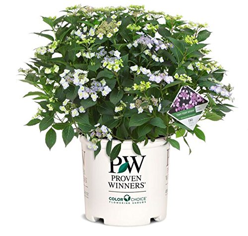 Proven Winners - Hydrangea serrata Tuff Stuff Red (Mountain Hydrangea) Shrub, deep pink/blue, #3 - Size Container