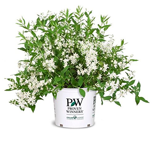 Proven Winners - Deutzia Yuki Snowflake (Yuki Snowflake Deutzia) Shrub, white flowers, #3 - Size Container