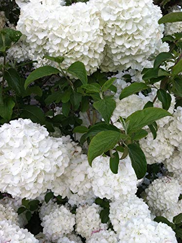 Pixies Gardens (1 Gallon) Chinese Snowball Viburnum Beautiful Softball Size Hydrangea-Like Blooms That Start Out Lime Green and Then Open to Glistening White