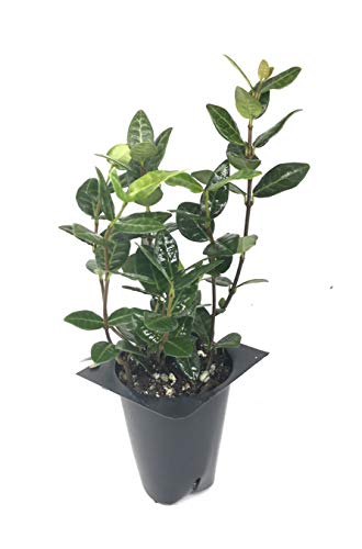 Asiatic Jasmine Minima - 60 Live Plants - Asian Ground Cover Fully Rooted with Soil - Trachelospermum Asiaticum
