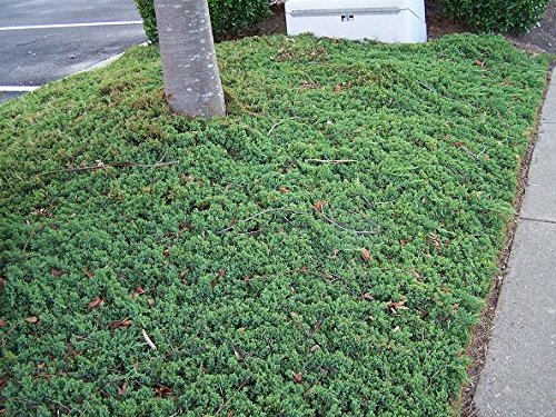 Pixies Gardens 50 Plants of Blue Pacific Juniper Liners Excellent Ground Cover Prevents Soil Erosion On Slopes-Liner