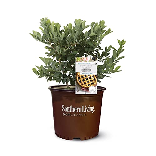Southern Living 2g SL Bless Your Heart Blueberry, Deep Green Foliage with Rich Blue Berries, 2 Gallon